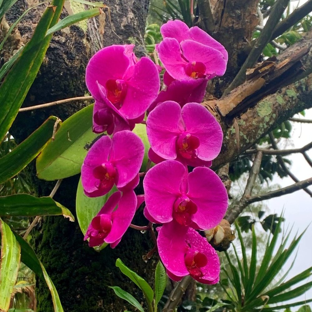 Meet your Posher, Hana